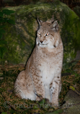 BB 09 0034 / Lynx lynx / Gaupe